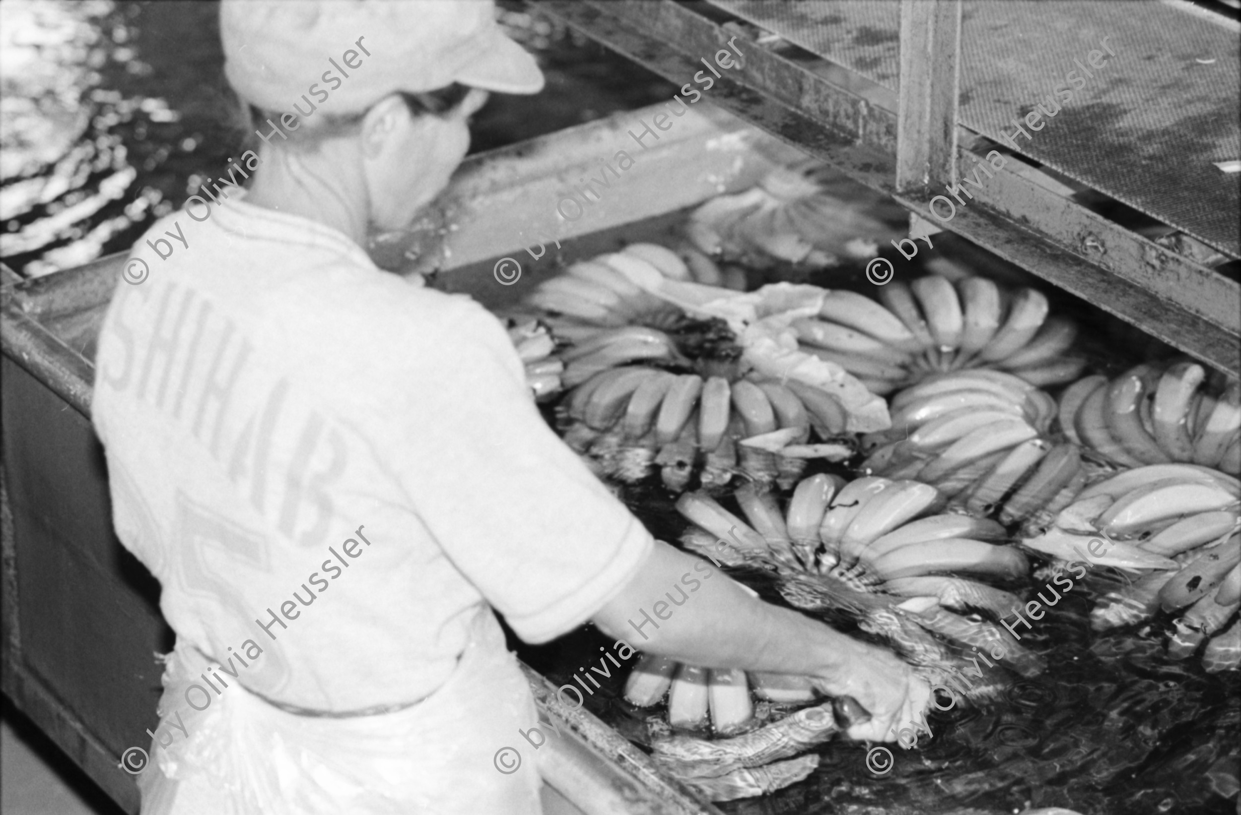 Image of sheet 19850051 photo 28: In der Kooperative San Carlos arbeiten viele Frauen. Sie waschen die Bananen und kontrollieren die Stauden. Nicaragua Centralamerica Banana Production 1985 √