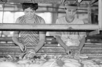 Image of sheet 19850051 photo 39: In der Kooperative San Carlos arbeiten viele Frauen. Sie waschen die Bananen und kontrollieren die Stauden. Die Männer ziehen die grossen Stauden durch die Felder bis in die Halle. Nicaragua Centralamerica Banana Production 1985