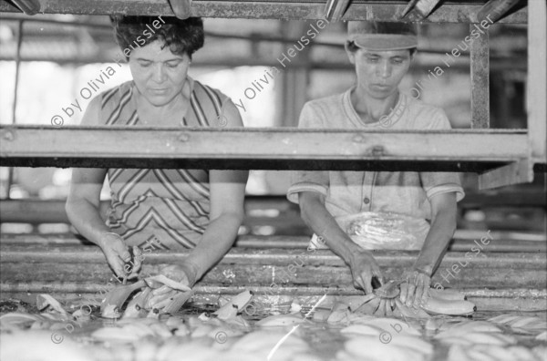 Image of sheet 19850051 photo 39: In der Kooperative San Carlos arbeiten viele Frauen. Sie waschen die Bananen und kontrollieren die Stauden. Die Männer ziehen die grossen Stauden durch die Felder bis in die Halle. Nicaragua Centralamerica Banana Production 1985