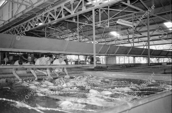 Image of sheet 19850051 photo 43: In der Kooperative San Carlos arbeiten viele Frauen. Sie waschen die Bananen und kontrollieren die Stauden. Die Männer ziehen die grossen Stauden durch die Felder bis in die Halle. Nicaragua Centralamerica Banana Production 1985