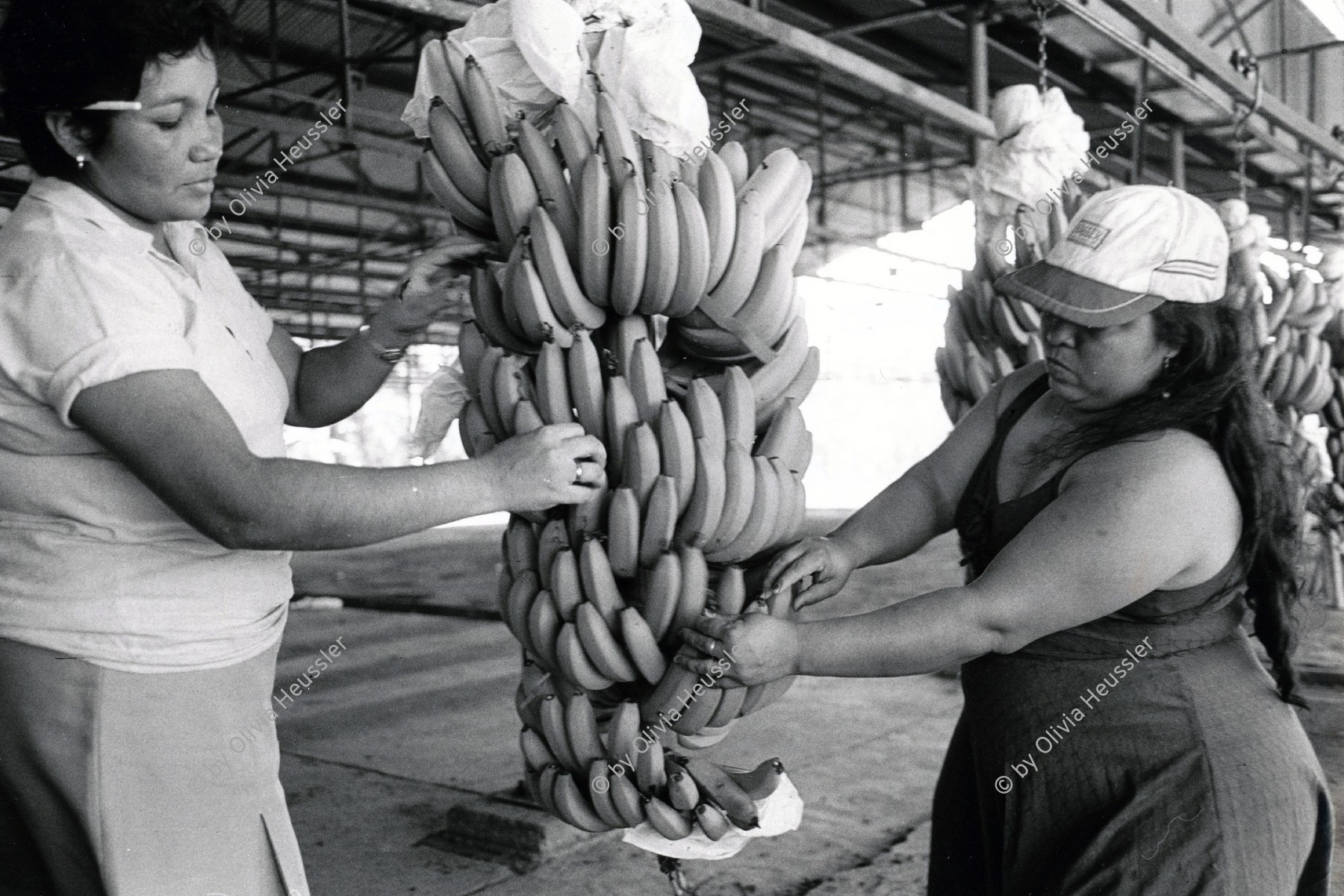 Image of sheet 19850051 photo 44: Frauen arbeiten in der Bananenkooperative in San Carlos, Nicaragua 1985 √