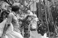 Image of sheet 19850051 photo 5: In der Kooperative San Carlos arbeiten viele Frauen. Sie waschen die Bananen und kontrollieren die Stauden. Die Männer ziehen die grossen Stauden durch die Felder bis in die Halle. Nicaragua Centralamerica Banana Production 1985