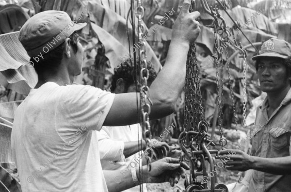 Image of sheet 19850051 photo 7: In der Kooperative San Carlos arbeiten viele Frauen. Sie waschen die Bananen und kontrollieren die Stauden. Die Männer ziehen die grossen Stauden durch die Felder bis in die Halle. Nicaragua Centralamerica Banana Production 1985