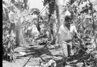 Image of sheet 19850051 photo 9: Einem Arbeiter wird eine Bananenstaude auf den Rücken geladen. Bananenkooperative San Carlos.  Nicaragua 1985 √
Bananen Zentralamerika Centralamerica Bananes