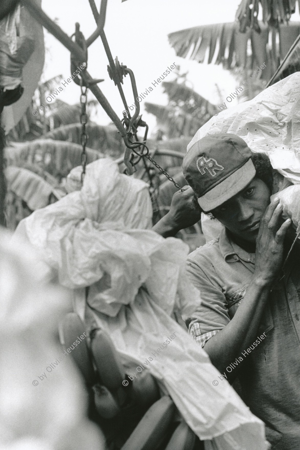 Image of sheet 19850051 photo 9: Einem Arbeiter wird eine Bananenstaude auf den Rücken geladen. Bananenkooperative San Carlos.  Nicaragua 1985 √
Bananen Zentralamerika Centralamerica Bananes