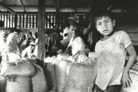 Image of sheet 19850060 photo 11: Ein Junge arbeitet in der Kaffee ernte.UPE empresas agropecuarias estatales, La Pintada Nicaragua 1985 √ coffee harvest union house home bag boy work working central america kid children
