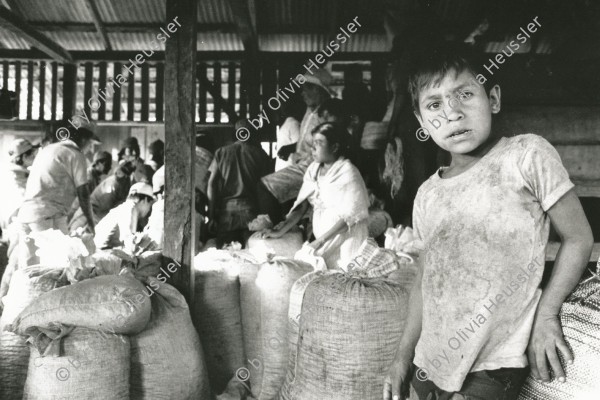 Image of sheet 19850060 photo 11: Ein Junge arbeitet in der Kaffee ernte.UPE empresas agropecuarias estatales, La Pintada Nicaragua 1985 √ coffee harvest union house home bag boy work working central america kid children