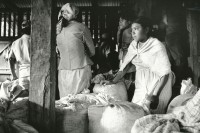 Image of sheet 19850060 photo 12: Dieses Mädchen arbeitet wie eine Erwachsene.
Kaffeeernte UPEempresas agropecuarias estatales,  La Pintada. Sandinista Sandinist Nicaragua 1985 √ coffee harvest girl union work kid children women