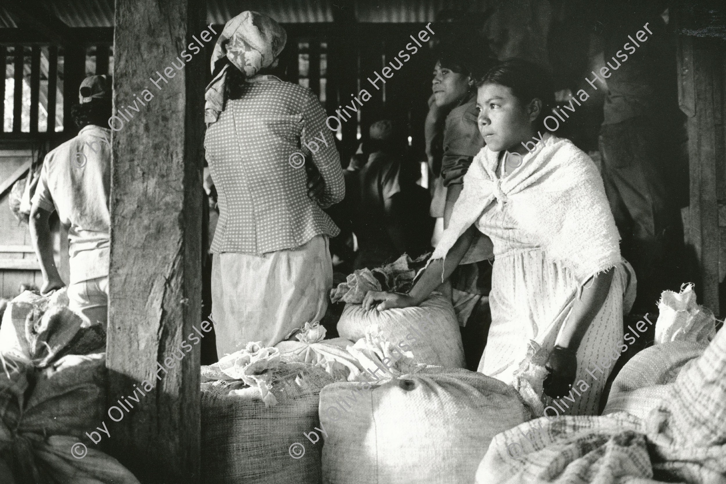 Image of sheet 19850060 photo 12: Dieses Mädchen arbeitet wie eine Erwachsene.
Kaffeeernte UPEempresas agropecuarias estatales,  La Pintada. Sandinista Sandinist Nicaragua 1985 √ coffee harvest girl union work kid children women