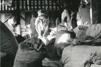 Image of sheet 19850060 photo 15: Jedes Tagespensum gepflückter Kaffee wird gewogen und verpackt. Kaffeeernte Matagalpa Nicaragua 02.85 1985 √ UPE empresas agropecuarias estatales, La Pintada central america work coffee bag work man hut