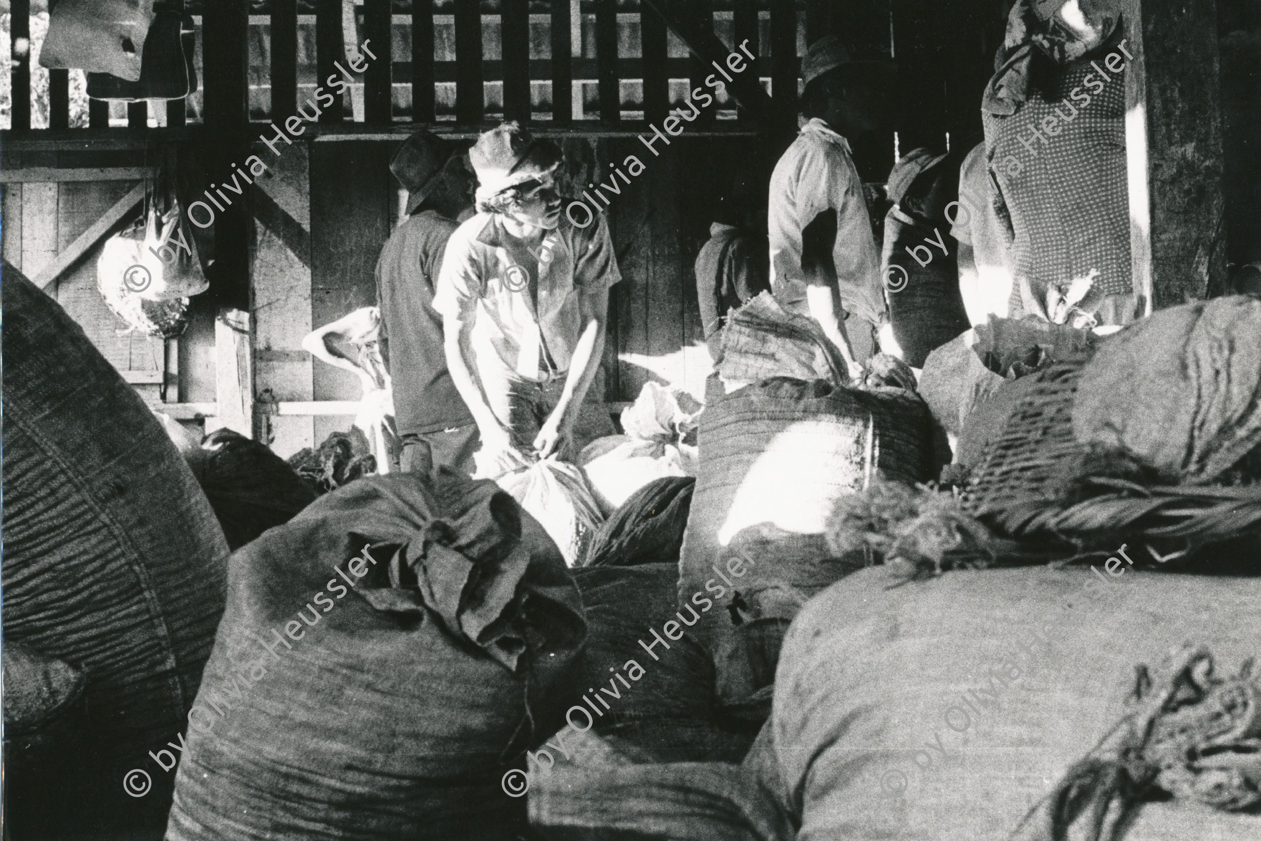 Image of sheet 19850060 photo 15: Jedes Tagespensum gepflückter Kaffee wird gewogen und verpackt. Kaffeeernte Matagalpa Nicaragua 02.85 1985 √ UPE empresas agropecuarias estatales, La Pintada central america work coffee bag work man hut