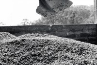 Image of sheet 19850060 photo 19: Der Kaffee wird auch 'Grano de Oro' Goldkern, genannt. Nicaragua 01.85 1985 √