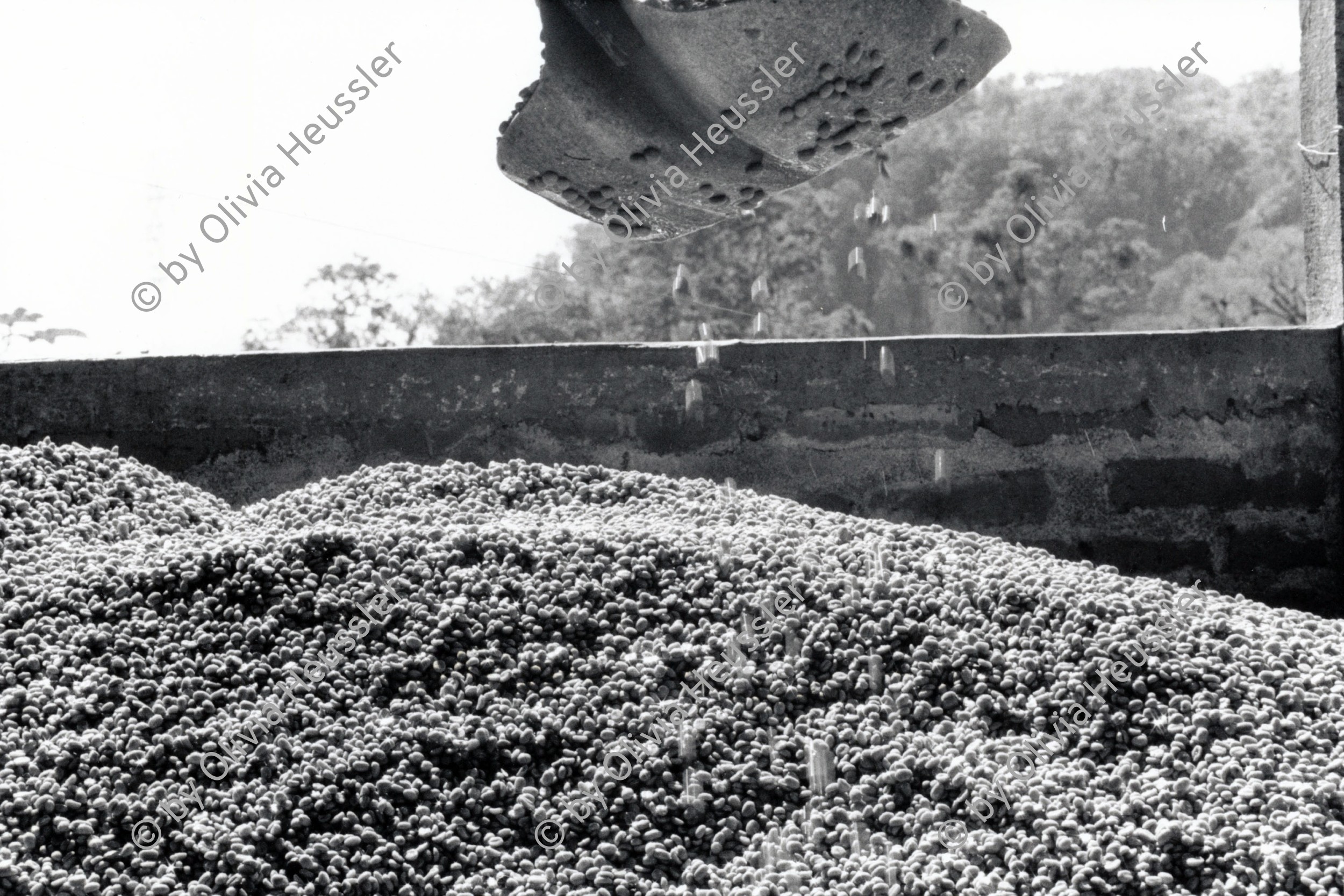 Image of sheet 19850060 photo 19: Der Kaffee wird auch 'Grano de Oro' Goldkern, genannt. Nicaragua 01.85 1985 √