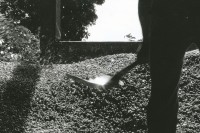 Image of sheet 19850060 photo 20: Der Kaffee wird auch 'Grano de Oro' Goldkern, genannt. Nicaragua 01.85 1985 √