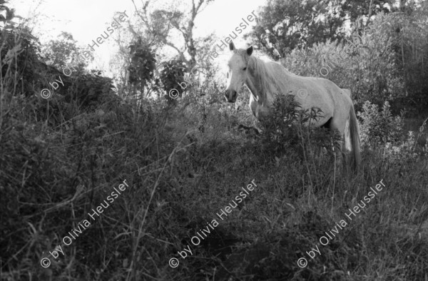 Image of sheet 19850080 photo 10: Pferd, Nicaragua 1985.