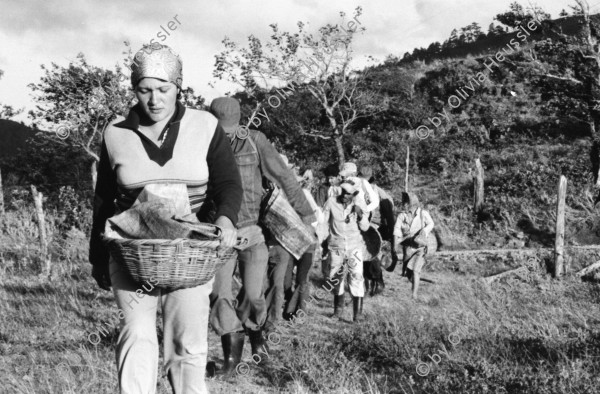 Image of sheet 19850080 photo 13: Morgens um sechs geht es auf zum Pflücken. Die Brigade von INIES  und IRENA (Umweltministerium) geht zusammen mit den lokalen Pflückern. Der Kontrolleur bläst zum Abbruch. Die kleineren helfen vorallem mit beim sortieren der Qualität. Paul Rice (Senior CEO Transfair USA) Die Brigadisten kommen von überall her. Internationale Brigade. Nicaragua 1985