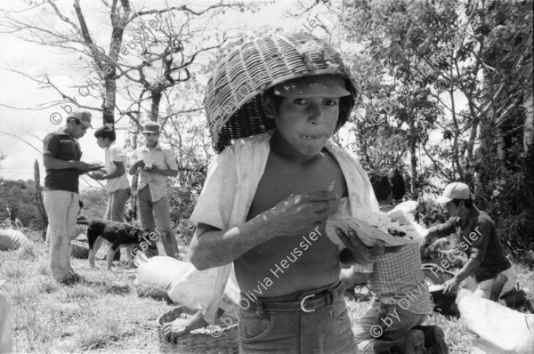 Image of sheet 19850080 photo 36: Morgens um sechs geht es auf zum Pflücken. Die Brigade von INIES  und IRENA (Umweltministerium) geht zusammen mit den lokalen Pflückern. Der Kontrolleur bläst zum Abbruch. Die kleineren helfen vorallem mit beim sortieren der Qualität. Paul Rice (Senior CEO Transfair USA) Die Brigadisten kommen von überall her. Internationale Brigade. Nicaragua 1985