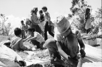 Image of sheet 19850080 photo 4: Morgens um sechs geht es auf zum Pflücken. Die Brigade von INIES  und IRENA (Umweltministerium) geht zusammen mit den lokalen Pflückern. Der Kontrolleur bläst zum Abbruch. Die kleineren helfen vorallem mit beim sortieren der Qualität. Paul Rice (Senior CEO Transfair USA) Die Brigadisten kommen von überall her. Internationale Brigade. Nicaragua 1985