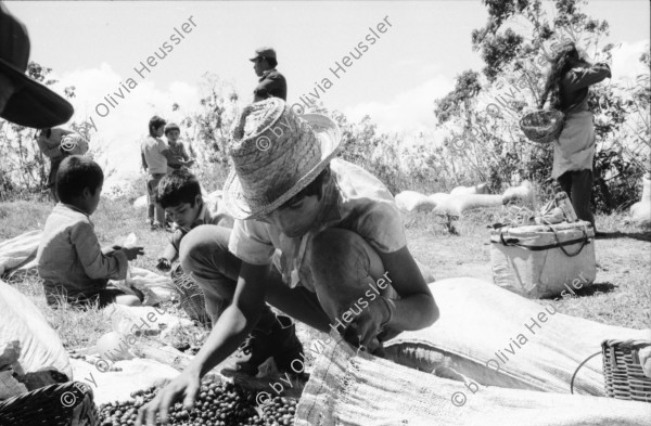 Image of sheet 19850080 photo 5: Morgens um sechs geht es auf zum Pflücken. Die Brigade von INIES  und IRENA (Umweltministerium) geht zusammen mit den lokalen Pflückern. Der Kontrolleur bläst zum Abbruch. Die kleineren helfen vorallem mit beim sortieren der Qualität. Paul Rice (Senior CEO Transfair USA) Die Brigadisten kommen von überall her. Internationale Brigade. Nicaragua 1985