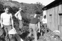 Image of sheet 19850090 photo 10: Unter den InternationalistInnen sind u.a. viele US Amerikaner Nordamerikaner Innen dabei. Sie kommen vom INIES und helfen beim jährlichen Kaffeepflücken mit. Viele sind noch Studentinnen. IRENA. Brigade Kaffee Ernte Nicaragua 1985 √ Coffee solidarity work group young