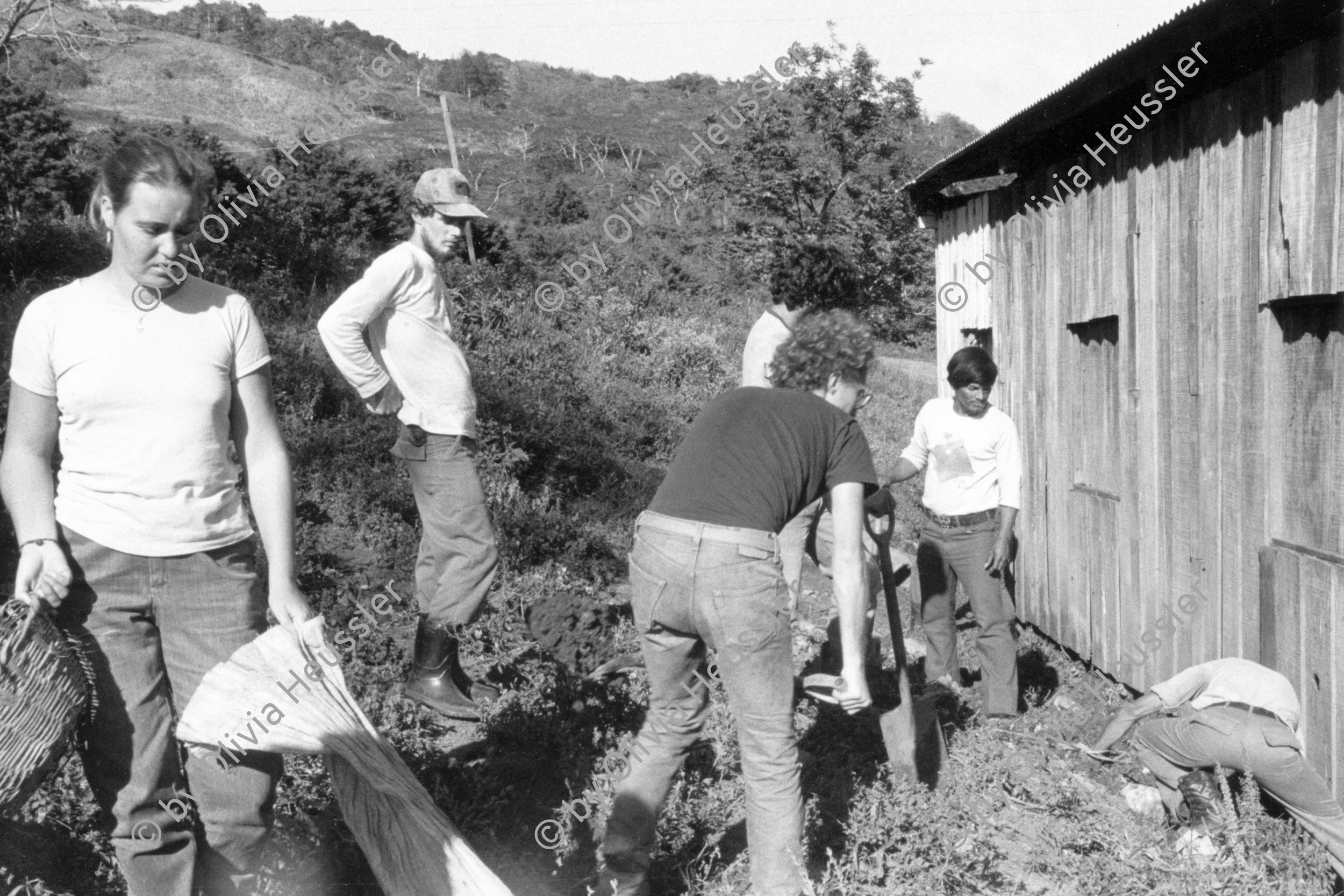 Image of sheet 19850090 photo 10: Unter den InternationalistInnen sind u.a. viele US Amerikaner Nordamerikaner Innen dabei. Sie kommen vom INIES und helfen beim jährlichen Kaffeepflücken mit. Viele sind noch Studentinnen. IRENA. Brigade Kaffee Ernte Nicaragua 1985 √ Coffee solidarity work group young