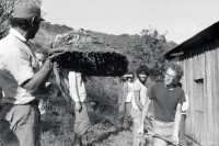 Image of sheet 19850090 photo 11: Unter den InternationalistInnen sind u.a. viele US Amerikaner Nordamerikaner Innen dabei. Sie kommen vom INIES und helfen beim jährlichen Kaffeepflücken mit. Viele sind noch Studentinnen. IRENA. Brigade Kaffee Ernte Nicaragua 1985 √ Coffee solidarity work group young