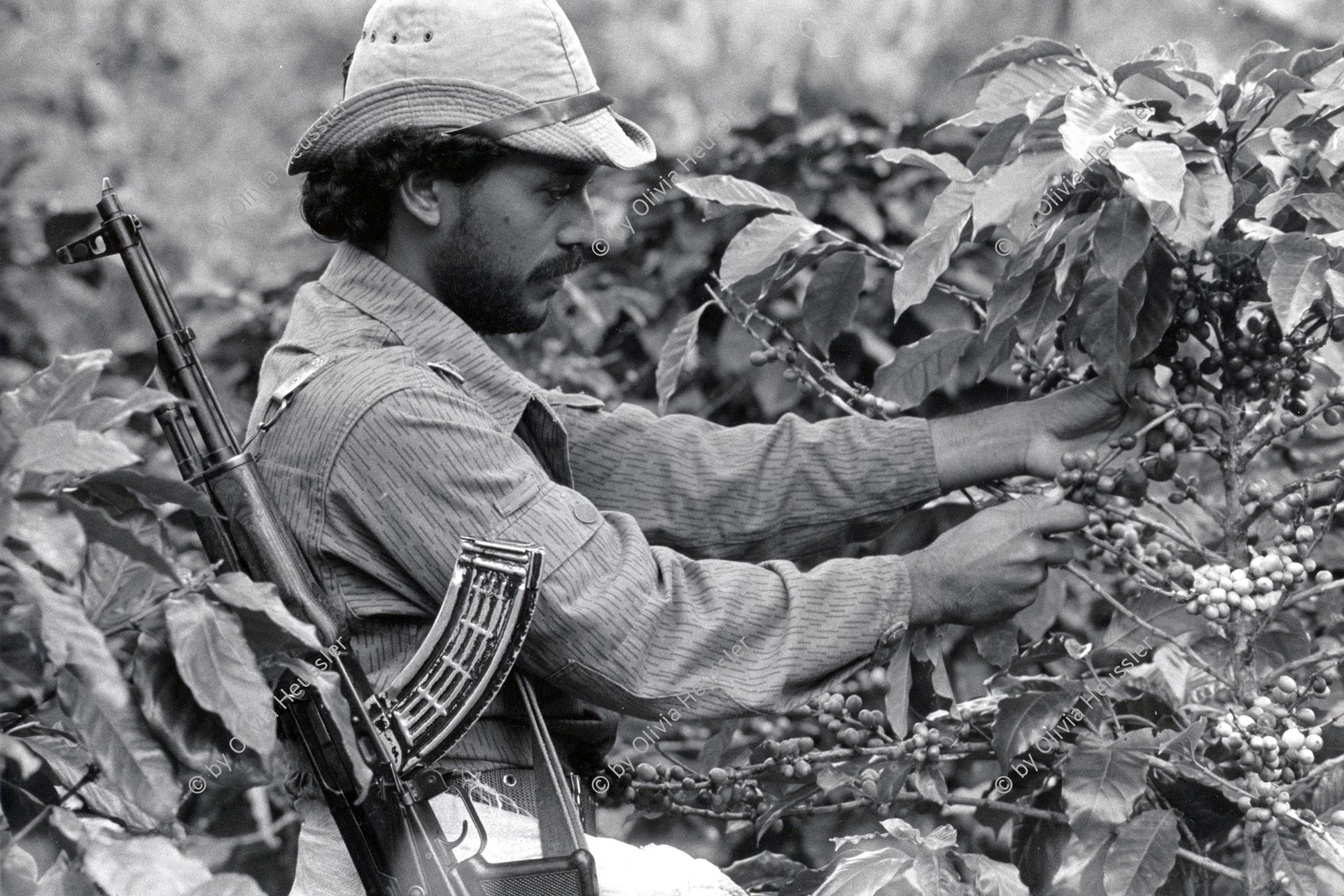 Image of sheet 19850090 photo 23: Militär und Soldaten des EPS Ejército Popular sandinista, helfen beim jährlichen Kaffeepflücken bewaffnet mit einer AK-47 Waffe  Awtomat Kalaschnikowa, obrasza 47 (kyrillisch Автомат Калашникова образца 47), ein sowjetisch-russisches Sturmgewehr. Krieg Soldat pflückt. Pflücker. Kaffee Ernte Nicaragua 1985 √
coffee pick harvest
The AK-47 is a selective-fire, gas-operated 7.62×39mm assault rifle, first developed in the USSR by Mikhail Kalashnikov. It is officially known as Avtomat Kalashnikova (Russian: Автомат Калашникова). It is also known as a Kalashnikov, an AK, or in Russian slang, Kalash.

The Sandinista Popular Army (or People's Army; Ejército Popular Sandinista, EPS) was the military established in 1979 by the new Sandinista government to replace the National Guard, following the overthow of Anastasio Somoza Debayle.