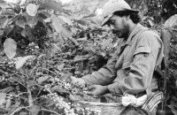 Image of sheet 19850090 photo 27: Ein Schneider aus der Hauptstadt bewaffnet mit einer AK-47 und Soldat pflückt. Kaffee Ernte Nicaragua 1985