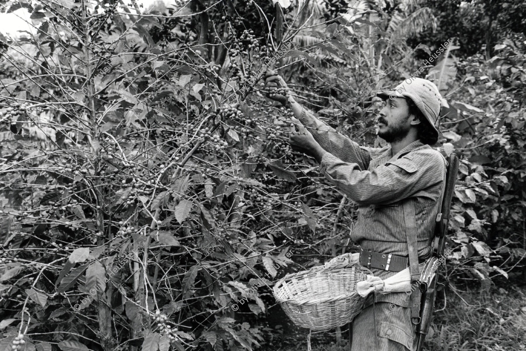 Image of sheet 19850090 photo 28: Ein sandinistischer Soldat arbeitet bewaffnet, mit Waffe Kalaschnikow AK-47 , in der Kaffeeplantage einer Kooperative bei Matagalpa, Nicaragua 1985 √ coffee pick harvest soldier army milicionario milizionär

The AK-47 is a selective-fire, gas-operated 7.62×39mm assault rifle, first developed in the USSR by Mikhail Kalashnikov. It is officially known as Avtomat Kalashnikova (Russian: Автомат Калашникова). It is also known as a Kalashnikov, an "AK", or in Russian slang, Kalash.

The Sandinista Popular Army (or People's Army; Ejército Popular Sandinista, EPS) was the military established in 1979 by the new Sandinista government to replace the National Guard, following the overthow of Anastasio Somoza Debayle.