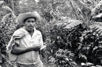 Image of sheet 19850100 photo 32: Dieser nicaraguanische Bauer ist Vorarbeiter in der Kaffeeplantage. Kaffee Arbeiter Arbeit
Matagalpa Nicaragua 02.85 1985 √
