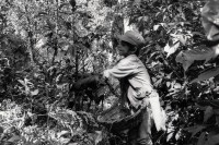 Image of sheet 19850100 photo 35: Der Junge arbeitet von morgens bis abends in der Kaffeeernte. Matagalpa Nicaragua 03.85 1985 √ Knabe Kaffee Ernte Bube Kind Arbeit
