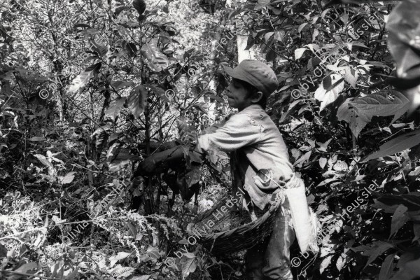 Image of sheet 19850100 photo 35: Der Junge arbeitet von morgens bis abends in der Kaffeeernte. Matagalpa Nicaragua 03.85 1985 √ Knabe Kaffee Ernte Bube Kind Arbeit