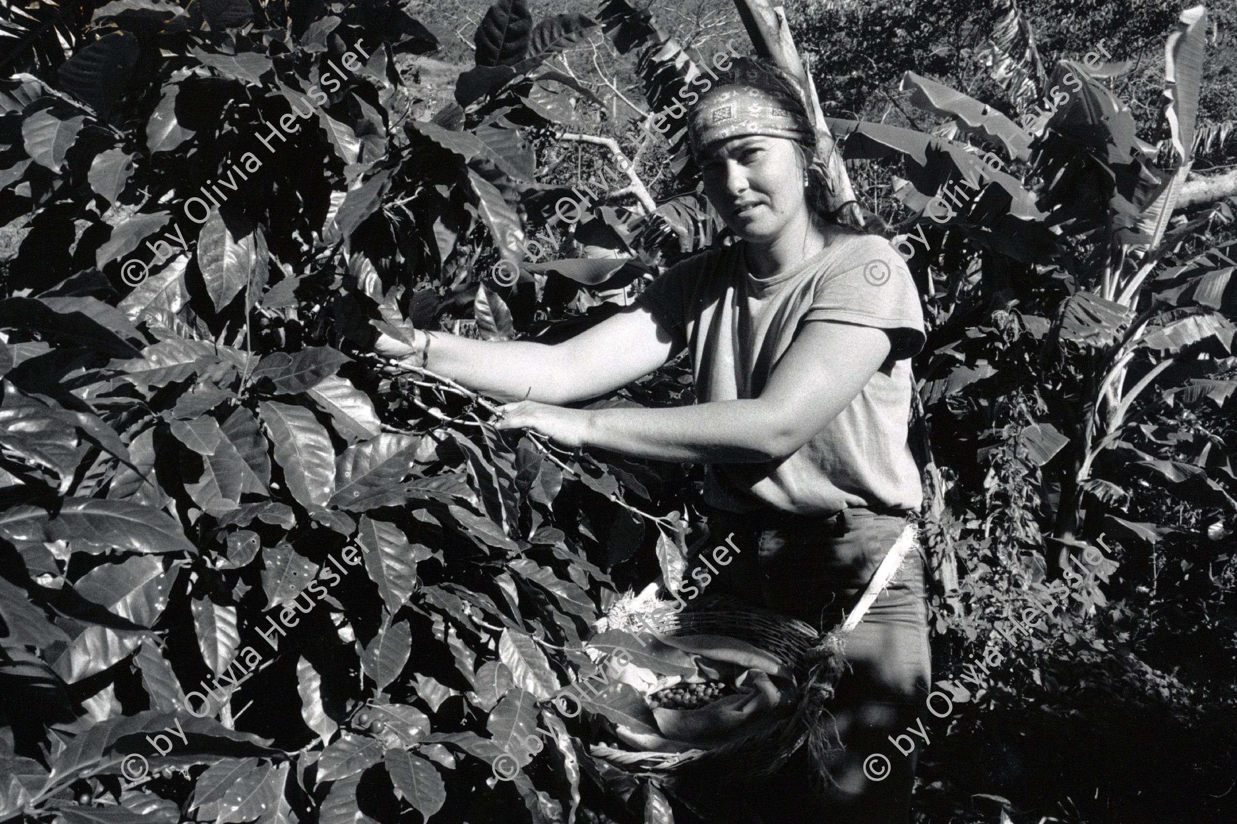Image of sheet 19850110 photo 28: Internationale Unterstützung für Kaffeeplantagenarbeiterinnen,  Brigaden.
aus Grossbritannien (Labor party Mitglied). Matagalpa Nicaragua 1985 √
Kaffee
Arbeit Plantage Frauen Solidarität