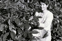 Image of sheet 19850110 photo 29: Internacionalistas. Brigaden.
Olivia Heussler Portrait beim Kaffeepflücken. «III Batalla antimperialista del café». Matagalpa Nicaragua 1985
coffee picking harvest solidarität solidarité brigades brigaden schweizer brigadisten swiss switzerland woman young photographer