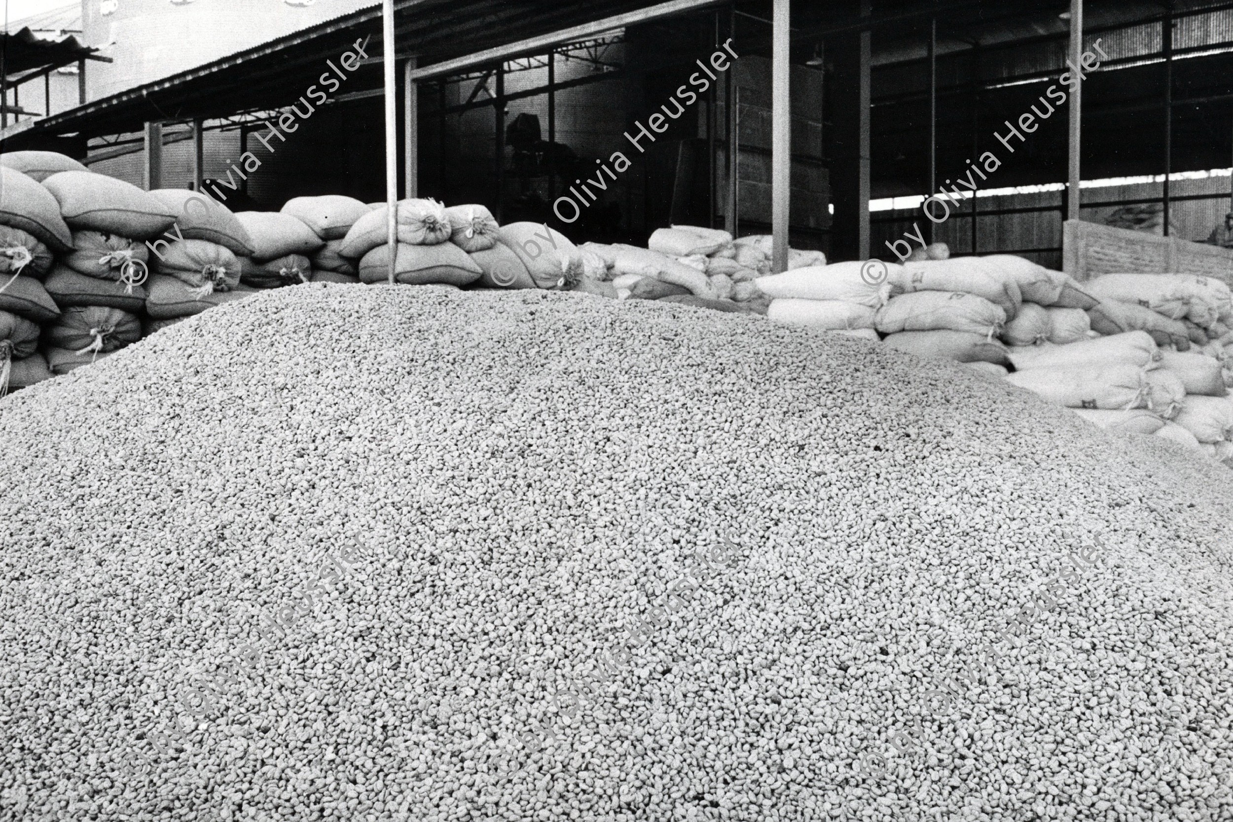 Image of sheet 19850120 photo 39: Getrocknete Kaffeebohnen für die Weiterverarbeitung. Kaffee Export Matagalpa Nicaragua 03.85 1985 √