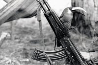 Image of sheet 19850170 photo 25: Ein Tukan hat sich auf der sovietischen Kalaschnikov AK-47 niedergelassen. Er dient in der sandinistischen Armee als Glücksbringer. Segovias, Nicaragua 04.85 1985 √
Aus: von Zeit zu Zeit Out of: from Time to Time

Out of: Der Traum von Solentiname  /  The dream of Solentiname  /  El sueño de Solentiname page 87 color    La Sandrita, Santa Clara, Dpto. de Nueva Segovia, 1985

The AK-47 is a selective-fire, gas-operated 7.62×39mm assault rifle, first developed in the USSR by Mikhail Kalashnikov. It is officially known as Avtomat Kalashnikova (Russian: Автомат Калашникова). It is also known as a Kalashnikov, an "AK", or in Russian slang, Kalash.
Exhibition
Shadows and other Natures