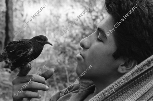 Image of sheet 19850170 photo 31: Tabak häuser bei Esteli. Gabrielle Baur mit Zwei Soldatinnen des Veronica Lacayo. Soldatin inmitten Soldaten auf der Fahrt zur Front. Aufstieg auf de Cerro. Soldaten am Morgen in Wolldecken gehüllt. Das Kreuz auf dem Militärhemd Gewehre aufgestellt und Soldat. Soldat und Soldatin beim Kaffeekränzchen an der im Basislager. Soldat zeigt mir seine Handgranaten. Neuer Haarschnitt für einen Soldaten an der Front. Mörser. Zwei Soldatinnen vom Frauenbataillon Veronica Lacayo tanzen neben einem kubanischem Transistorradio an der Grenzlinie zu Honduras. Nach einem ein wöchigen Kampf wurde der Cerro 1300 von den Sandinisten befreit und 30 Soldaten fielen zum Opfer. Der Tukan auf der Akka AK-47 Kalaschnikov war ein Glücksbringer für die Soldaten ist aber auf der langen Reise im Lastwagen verdurstet. Las Segovias Nicaragua 1985

The Sandinista Popular Army (or People's Army; Ejército Popular Sandinista, EPS) was the military established in 1979 by the new Sandinista government to replace the National Guard, following the overthow of Anastasio Somoza Debayle. In post-Sandinista Nicaragua, it has been remolded into the National Army of Nicaragua. Joaquín Cuadra was chief of staff, serving Defense Minister Humberto Ortega. A draft, called the Patriotic Military Service (Servicio Militar Patriótico), (SMP) was instituted in 1983. It later became Obligatory Military Service (Servicio Militar Obligatorio) (SMO).The special forces Tropas Pablo Ubeda initially came under the Ministry of Interior and then the BLI'S were Created.