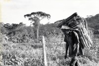 Image of sheet 19850211 photo 35: Ein Mann trägt täglich Holz zum Kochen nach Hause. Atlantikküste, Bluefields. Nicaragua 1985 √
Bluefields ist die Hauptstadt der autonomen Region Atlántico Sur an der Atlantikküste des mittelamerikanischen Staates Nicaragua; man nennt die Region auch nach den Ureinwohnern Miskitoküste.
Man carying firewood on his back for daily use at home.

Bluefields es un municipio de la Región Autónoma del Atlántico Sur, Nicaragua. Su cabecera municipal es Bluefields, que actualmente es sede administrativa del Gobierno Regional Autónoma del Atlántico Sur. Este municipio colinda al norte con el municipio de Kukra Hill, al sur con los municipios de San Juan del Norte y El Castillo, al este con el Mar Caribe y al oeste con los Municipios de Nueva Guinea y El Rama.