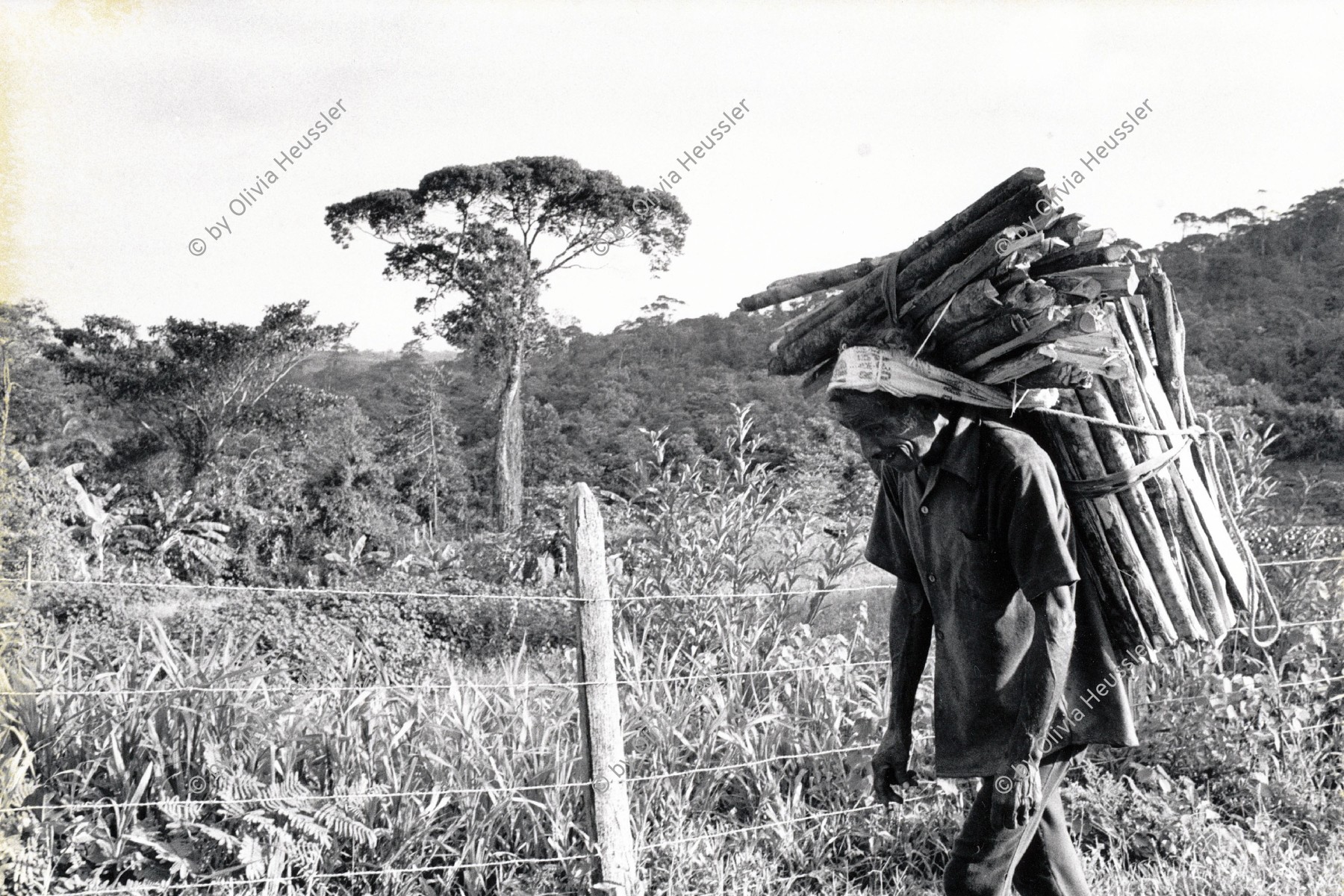 Image of sheet 19850211 photo 35: Ein Mann trägt täglich Holz zum Kochen nach Hause. Atlantikküste, Bluefields. Nicaragua 1985 √
Bluefields ist die Hauptstadt der autonomen Region Atlántico Sur an der Atlantikküste des mittelamerikanischen Staates Nicaragua; man nennt die Region auch nach den Ureinwohnern Miskitoküste.
Man carying firewood on his back for daily use at home.

Bluefields es un municipio de la Región Autónoma del Atlántico Sur, Nicaragua. Su cabecera municipal es Bluefields, que actualmente es sede administrativa del Gobierno Regional Autónoma del Atlántico Sur. Este municipio colinda al norte con el municipio de Kukra Hill, al sur con los municipios de San Juan del Norte y El Castillo, al este con el Mar Caribe y al oeste con los Municipios de Nueva Guinea y El Rama.