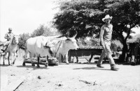 Image of sheet 19850260 photo 8: Frauenportraits in El Regadillo. Filmarbeiten von Kristina Konrad und Gabriela Baur. für «Cada dia historia» Es ist auch eine Photographin dabei, aus Esteli. Las Segovias Nicaragua 1985
