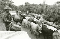 Image of sheet 19850310 photo 24: Ein Militärkonvoi lässt eine Rinder herde passieren. Nueva Segovia Nicaragua 1985 √ Soldaten Soldier Army War Krieg Cows Armee FSLN EPS cattle herd