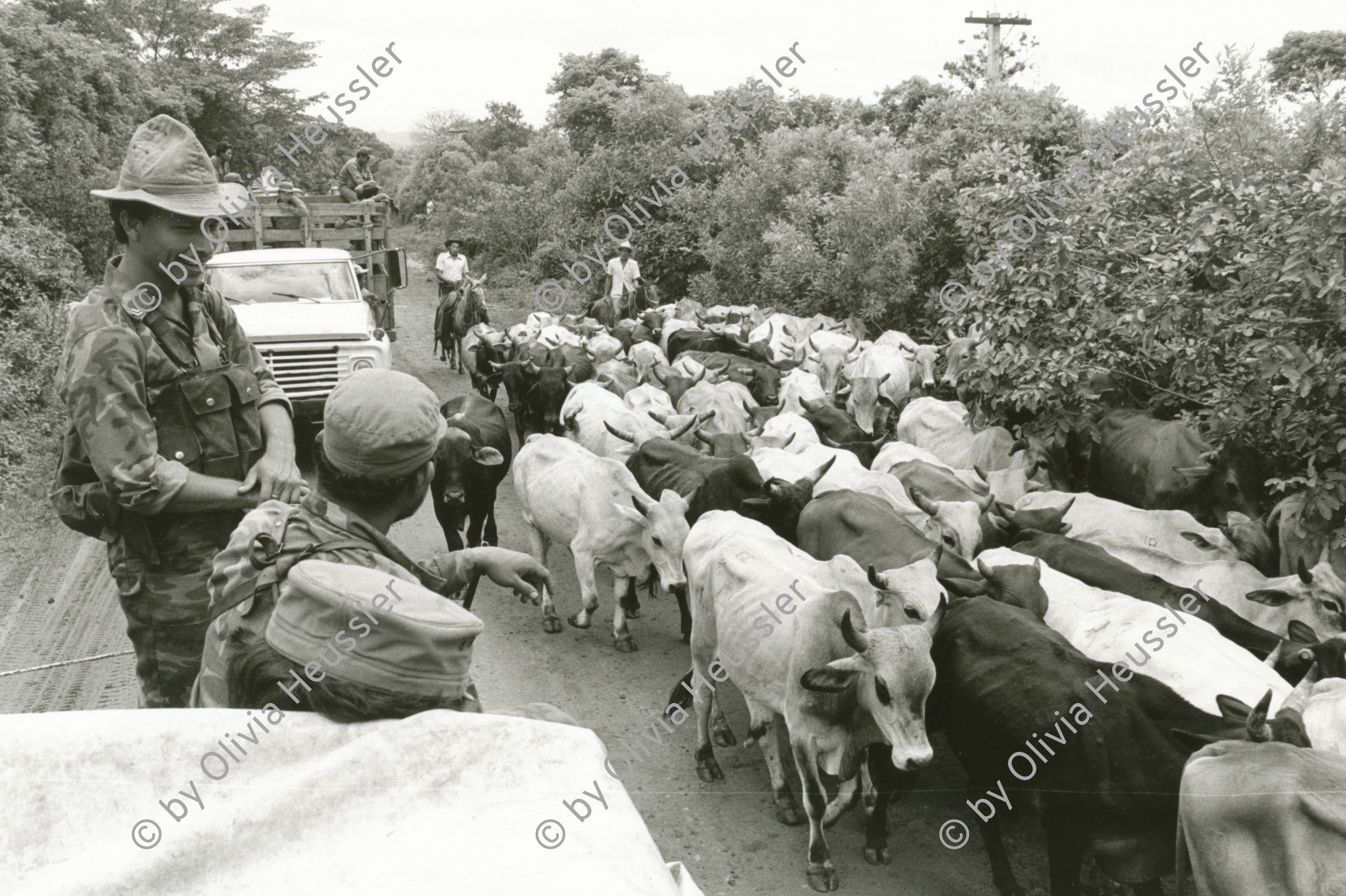Image of sheet 19850310 photo 24: Ein Militärkonvoi lässt eine Rinder herde passieren. Nueva Segovia Nicaragua 1985 √ Soldaten Soldier Army War Krieg Cows Armee FSLN EPS cattle herd