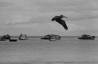 Image of sheet 19850370 photo 44: Pelicano, San Juan del Sur, Nicaragua 1985.