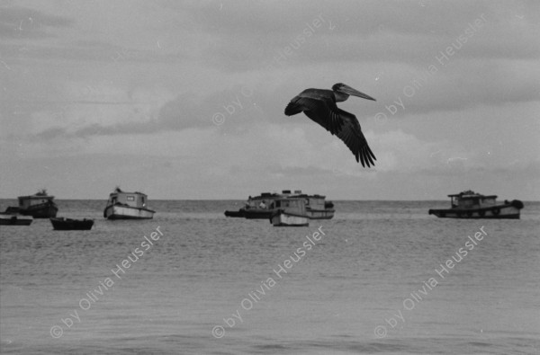 Image of sheet 19850370 photo 44: frtsg. 850350 Hungerstreik von Miguel D'Escoto. Ein junger Mann bepinselt sein Haus mit weisser Farbe. Auf seinem Rücken trägt er die Farben Rot und Schwarz. Sie sind die Propagandafarben für die Sandinisten zu den Wahlen. Die Schwester von Michel Hüttner. In San Juan del Sur fotografiere ich Pelikane die ihren Jungen über dem Meer beim Jagen helfen. San Juan del Sur Nicaragua 1985