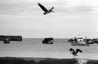 Image of sheet 19850370 photo 5: Pelikane die ihren Jungen über dem Meer beim Jagen helfen. San Juan del Sur Nicaragua 1985