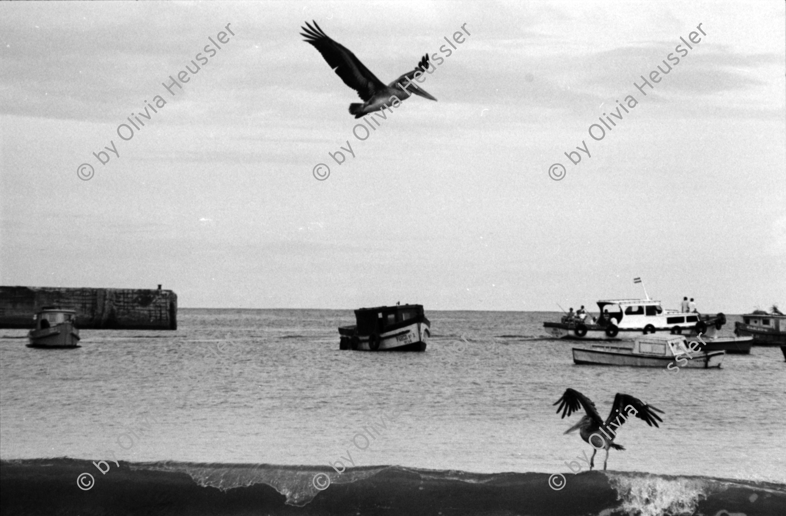 Image of sheet 19850370 photo 5: Pelikane die ihren Jungen über dem Meer beim Jagen helfen. San Juan del Sur Nicaragua 1985