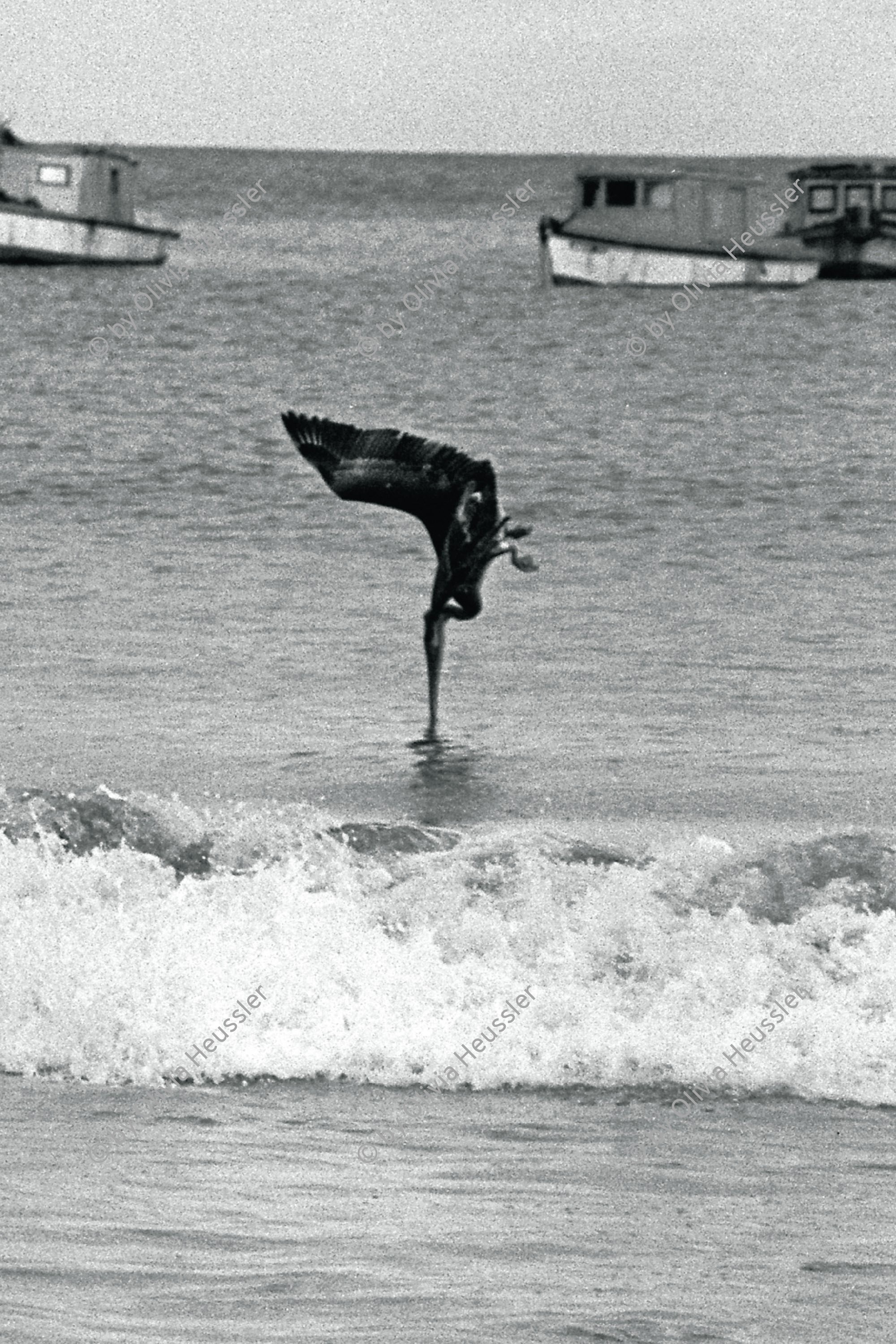 Image of sheet 19850370 photo 6: Aus: Der Traum von Solentiname/The dream of Solentiname/El sueño de Solentiname p.121

Ein junger Pelikan fischt im Pazifischen Ozean. San Juan del Sur Nicaragua 07.85 1985 √