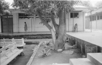 Image of sheet 19850390 photo 8: In der psychiatrischen Klinik von Managua gibt es viele Patientinnen mit Kriegstrauma oft müssen sie noch länger in den Anstalten bleiben weil sie niemand abholt. Irren Irrenanstalt Manicomio
Patient in der psychiatrischen Klinik in der Hauptstadt 

War victim with psychological psychologically problems in clinic. Patient Health mental War Sandinist hospital psycho 
Portrait Cmdte. Monica Baltodano. Managua Nicaragua 1985
psychologically