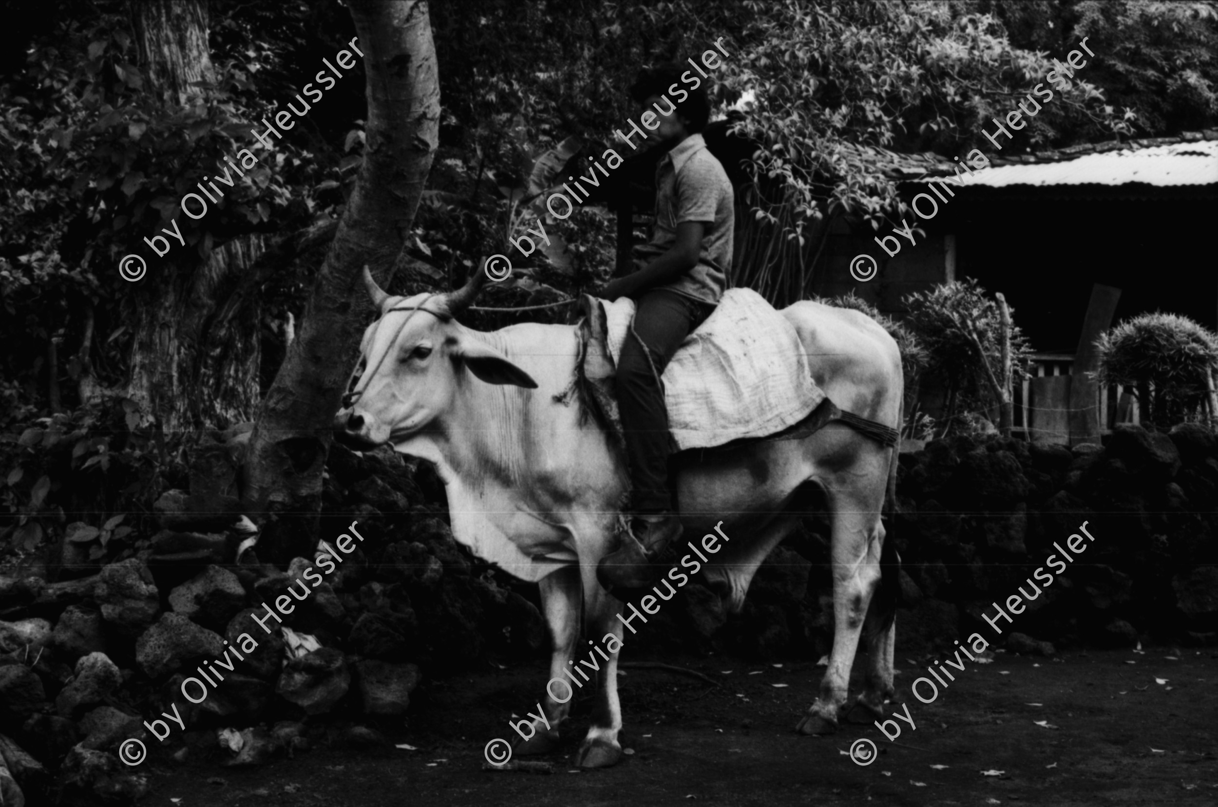 Image of sheet 19850450 photo 54: Die traditionellen, grossen runden Tongefässe sind typisch für diese Gegend und werden noch von Hand hergestellt. Ometepe Nicaragua 10.85 
The big round earthenware are typical of the area and are still made by hand traditional pottery Indigene Indigena
handcraft √ Handwerk woman frau
© 1985, OLIVIA HEUSSLER / www.clic.li