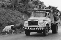 Image of sheet 19850471 photo 15: Männer fahren auf Lastwagen an Rindern auf der Strasse vorbei zur Arbeit. El Salvador 10.85 truck animal cattle men transport camion 
Zentralamerika Centralamerica El Salvador 1985 √

© 1985, OLIVIA HEUSSLER / www.clic.li